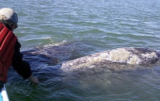  Toccare una balena 
